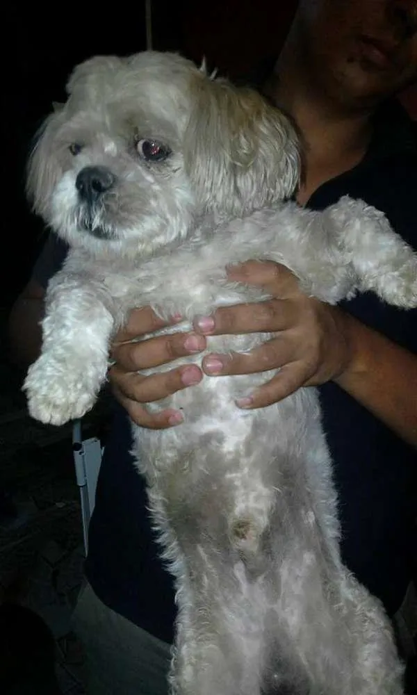 Cachorro raça Shitzu idade 3 anos nome s/identificação