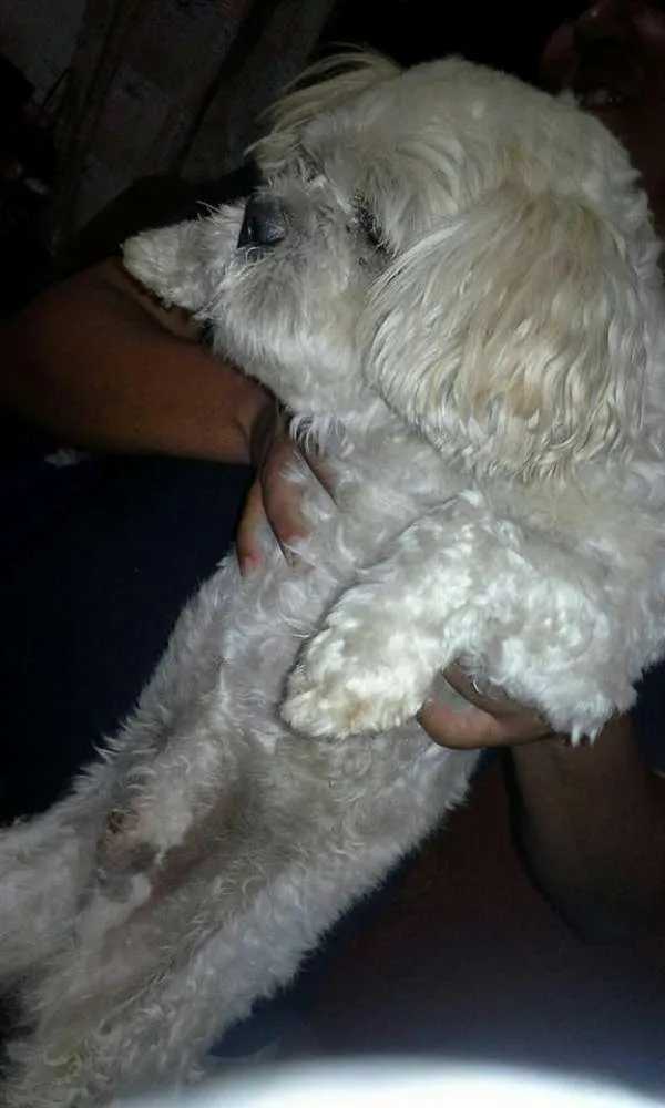 Cachorro raça Shitzu idade 3 anos nome s/identificação