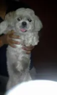 Cachorro raça Shitzu idade 3 anos nome s/identificação