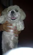 Cachorro raça Shitzu idade 3 anos nome s/identificação