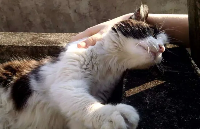 Gato ra a Mestiça idade 2 anos nome Branca