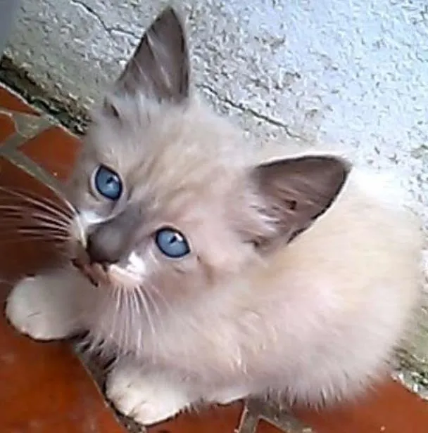 Gato ra a  idade 2 a 6 meses nome Sem nome