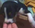 Pretinho