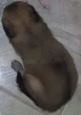 não tem