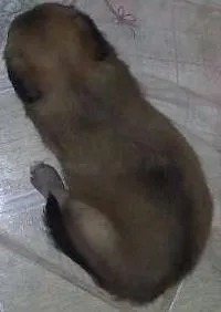 Cachorro raça vira lata idade Abaixo de 2 meses nome não tem