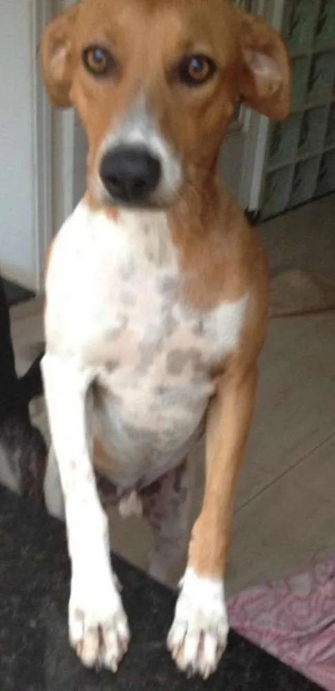 Cachorro ra a SRD idade 2 anos nome Bob