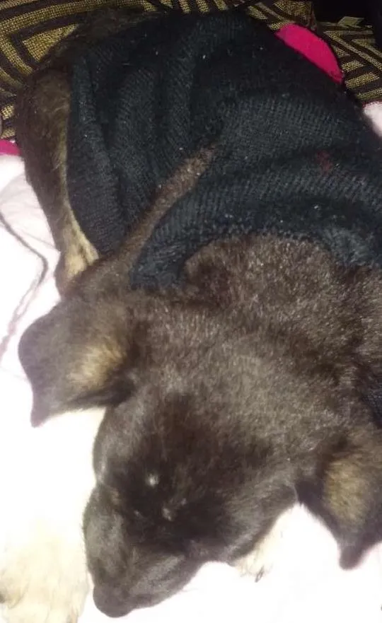 Cachorro ra a Vira lata idade Abaixo de 2 meses nome Toddy