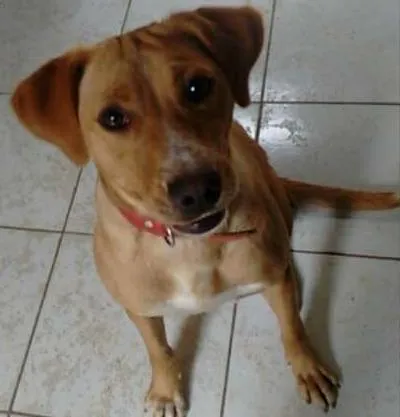 Cachorro ra a Vira-lata idade 1 ano nome Cindy