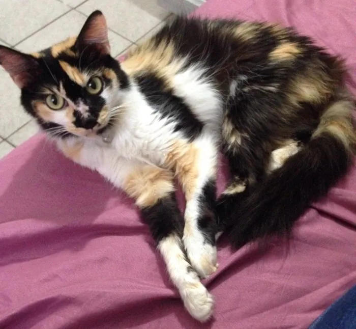 Gato ra a Sem raça idade 7 a 11 meses nome July