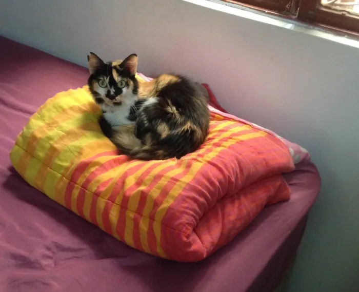 Gato ra a Sem raça idade 7 a 11 meses nome July
