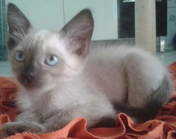 Gato ra a  idade 2 a 6 meses nome João