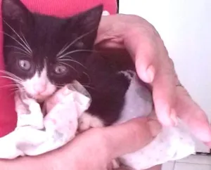 Gato raça SRD idade Abaixo de 2 meses nome Gatinhos