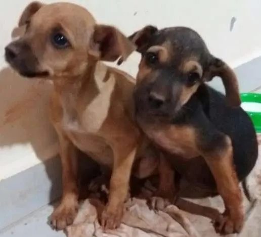 Cachorro ra a  idade  nome Não tem nome 