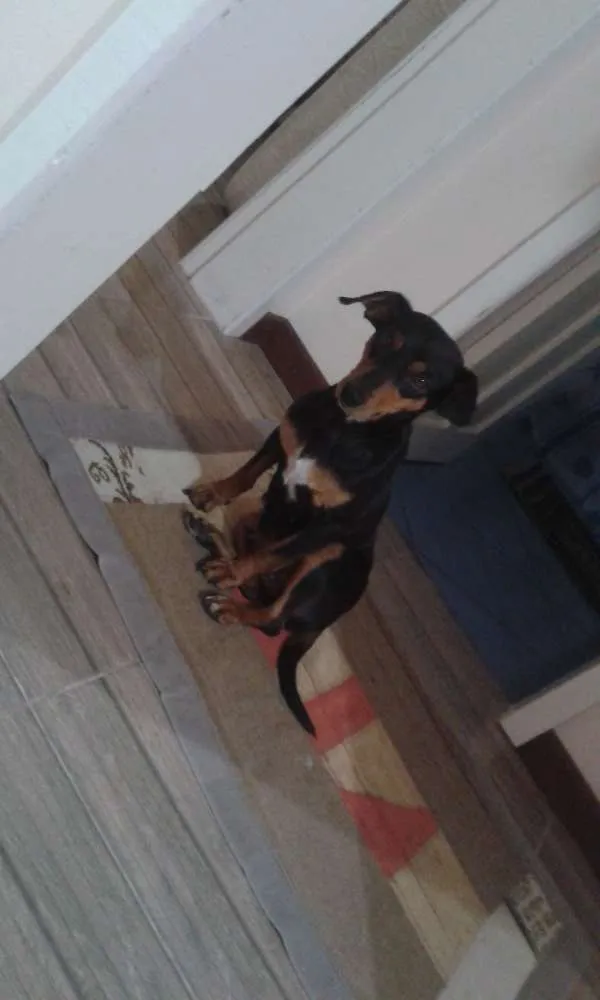 Cachorro ra a Base idade  nome Cadelinha