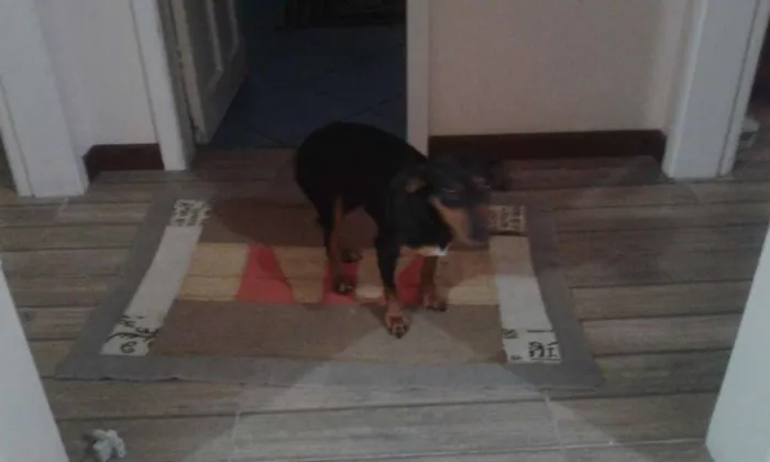 Cachorro ra a Base idade  nome Cadelinha