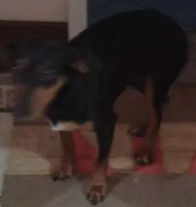Cachorro ra a Base idade  nome Cadelinha