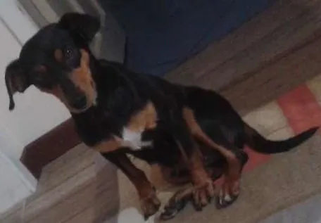 Cachorro ra a Base idade  nome Cadelinha