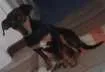 Cachorro raça Base idade  nome Cadelinha