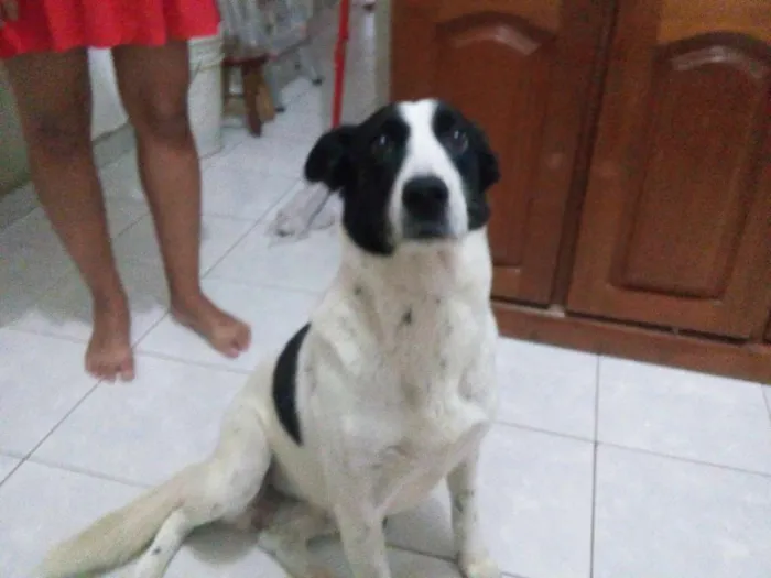 Cachorro ra a Srd idade 6 ou mais anos nome Bolinha