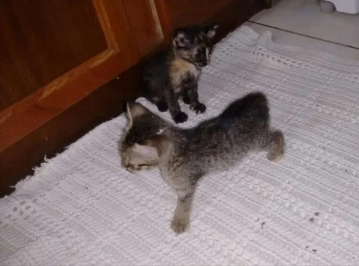 Gato ra a SRD idade Abaixo de 2 meses nome Mima