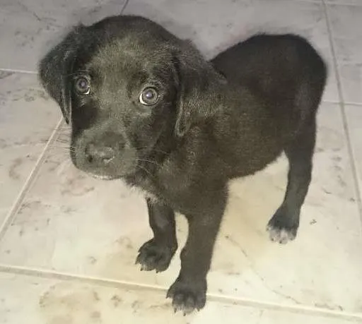 Cachorro raça SRD idade Abaixo de 2 meses nome sem nome