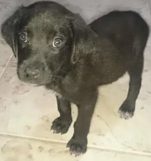 Cachorro raça SRD idade Abaixo de 2 meses nome sem nome