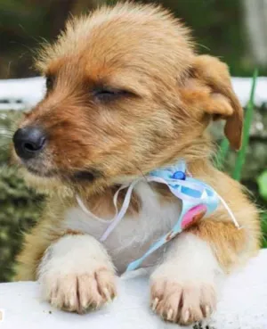 Cachorro raça Dv idade  nome Lindos filhotes e a