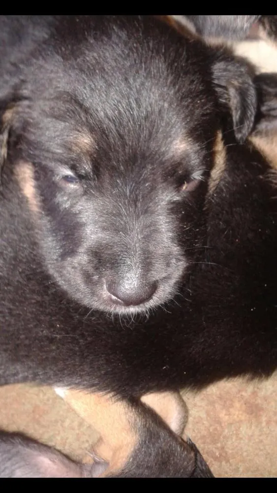 Cachorro ra a Vira-lata idade Abaixo de 2 meses nome Filhotinhos lindos 