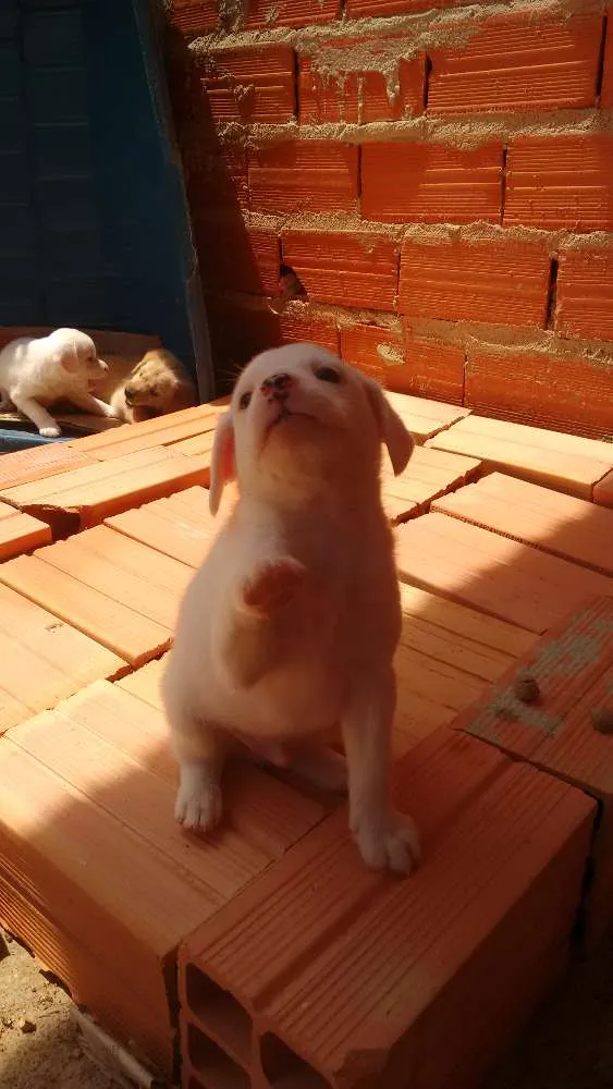 Cachorro ra a vira lata idade Abaixo de 2 meses nome Sem nome