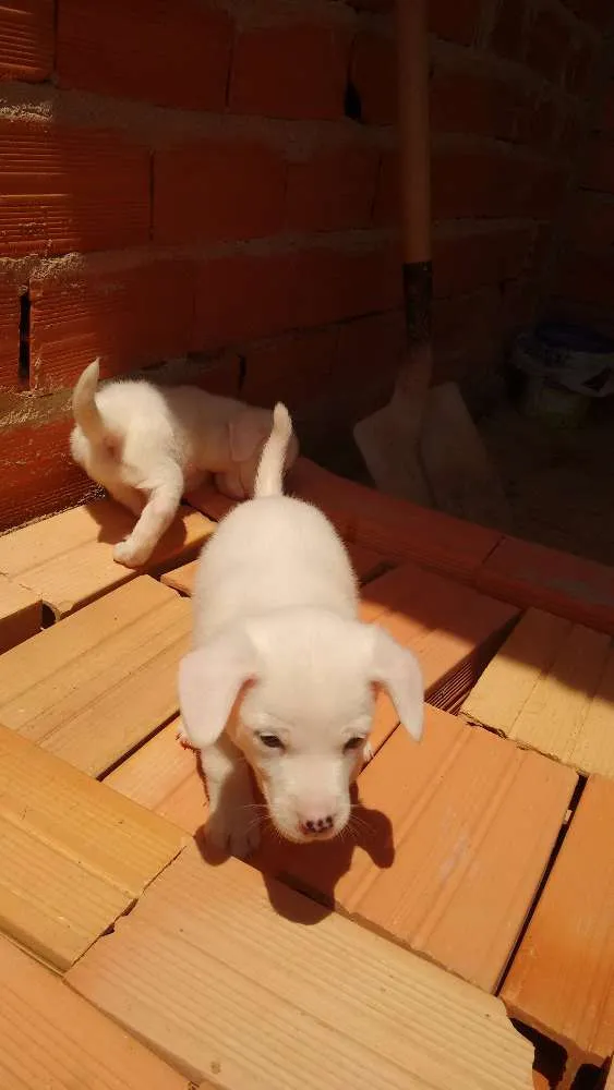 Cachorro ra a vira lata idade Abaixo de 2 meses nome Sem nome