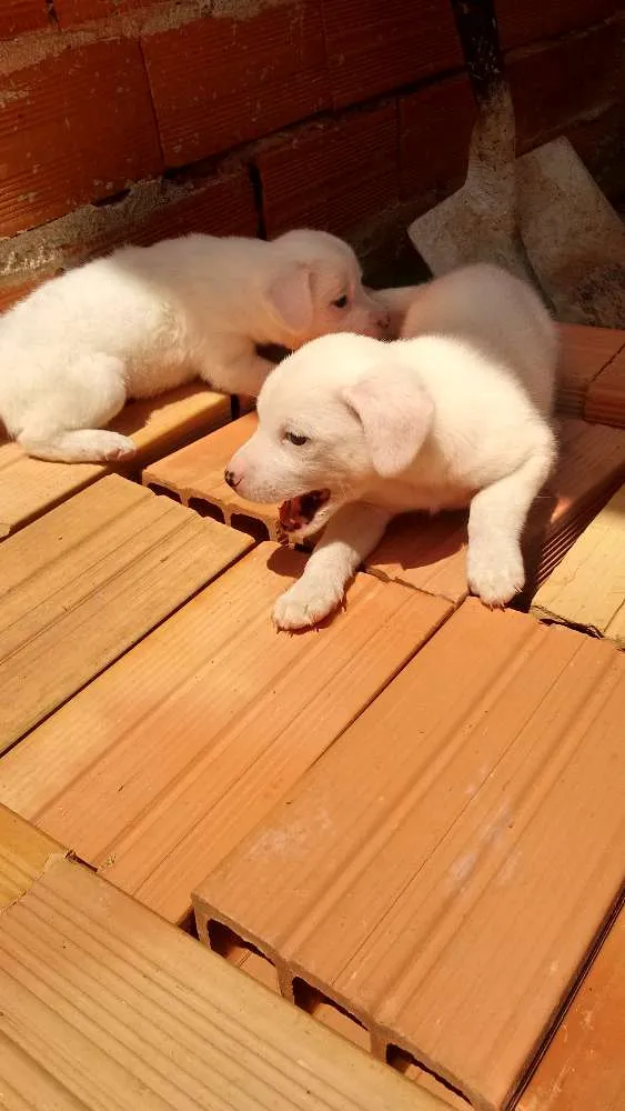 Cachorro ra a vira lata idade Abaixo de 2 meses nome Sem nome