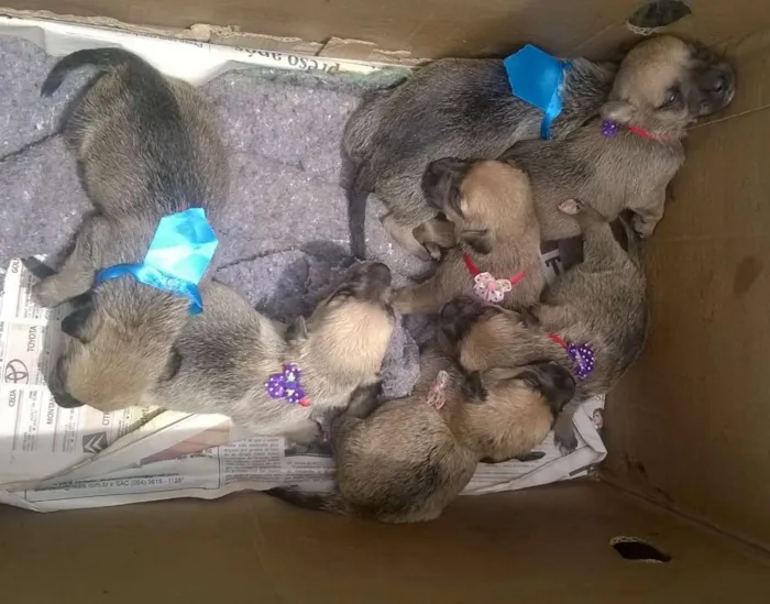 Cachorro ra a vira lata  idade Abaixo de 2 meses nome 7 filhotes 