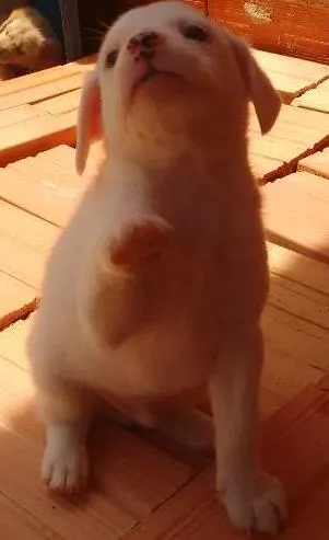Cachorro ra a vira lata idade Abaixo de 2 meses nome Sem nome