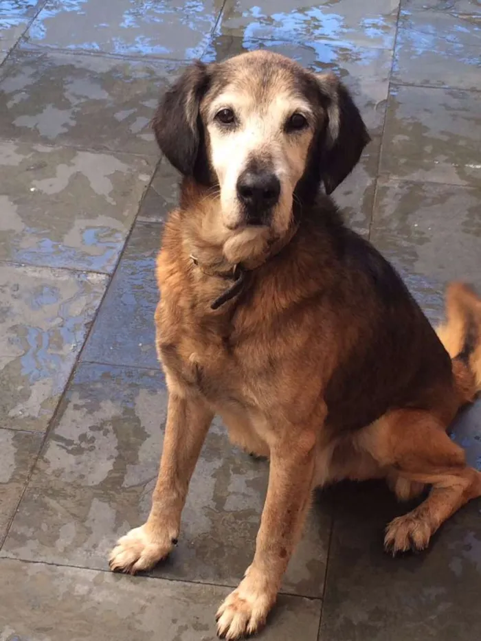 Cachorro ra a Vira lata  idade 6 ou mais anos nome Costelinha 