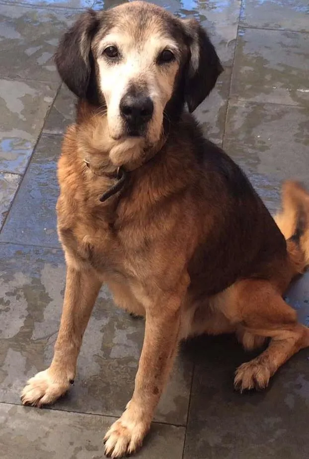 Cachorro ra a Vira lata  idade 6 ou mais anos nome Costelinha 