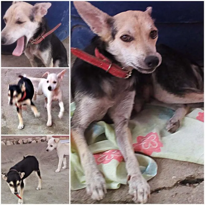 Cachorro raça vira-lata idade 2 anos nome Pretinha