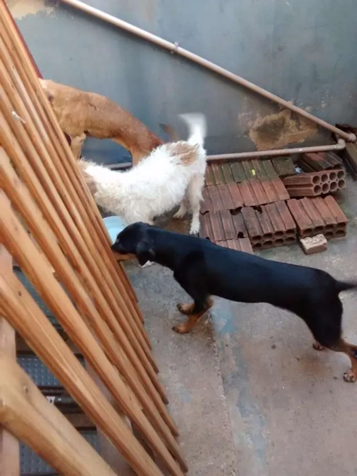 Cachorro ra a Vira latas idade 6 ou mais anos nome Brida, Nina e Dorothy