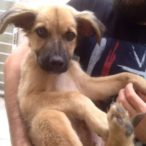 Cachorro raça SRD idade 2 a 6 meses nome Léio