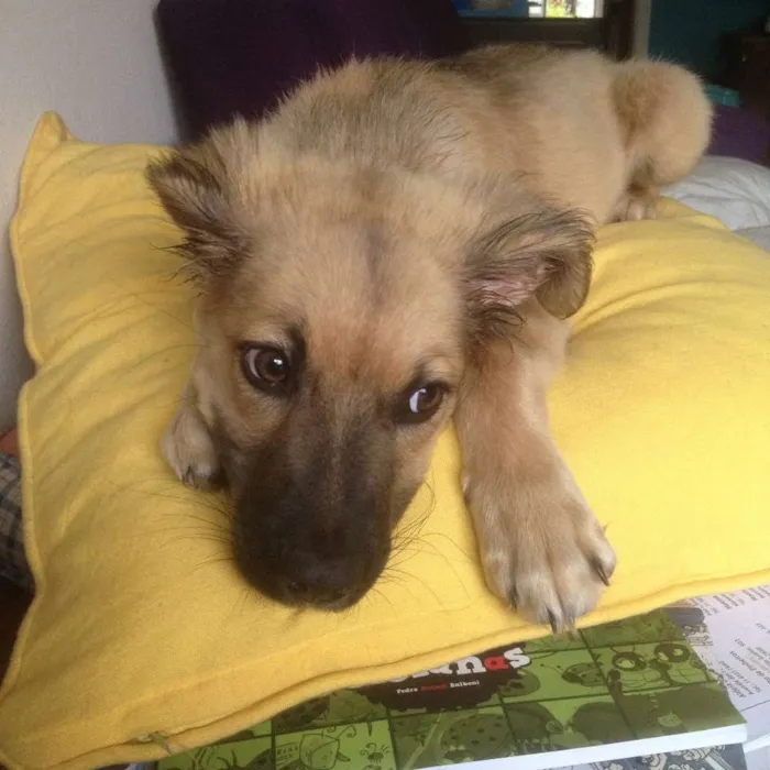 Cachorro ra a SRD idade 2 a 6 meses nome Léio