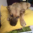 Léio