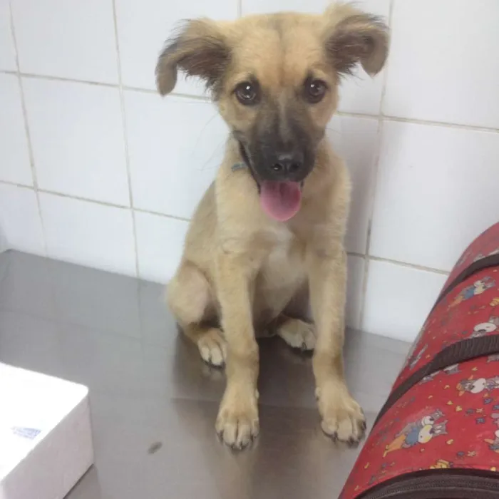 Cachorro ra a SRD idade 2 a 6 meses nome Léio