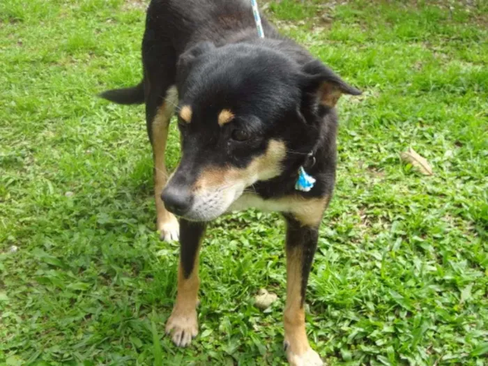 Cachorro ra a SRD idade 6 ou mais anos nome KIKA