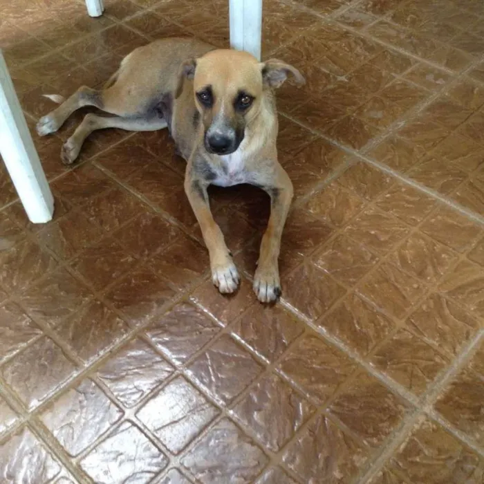 Cachorro ra a Vira Lata idade 2 anos nome Sem nome