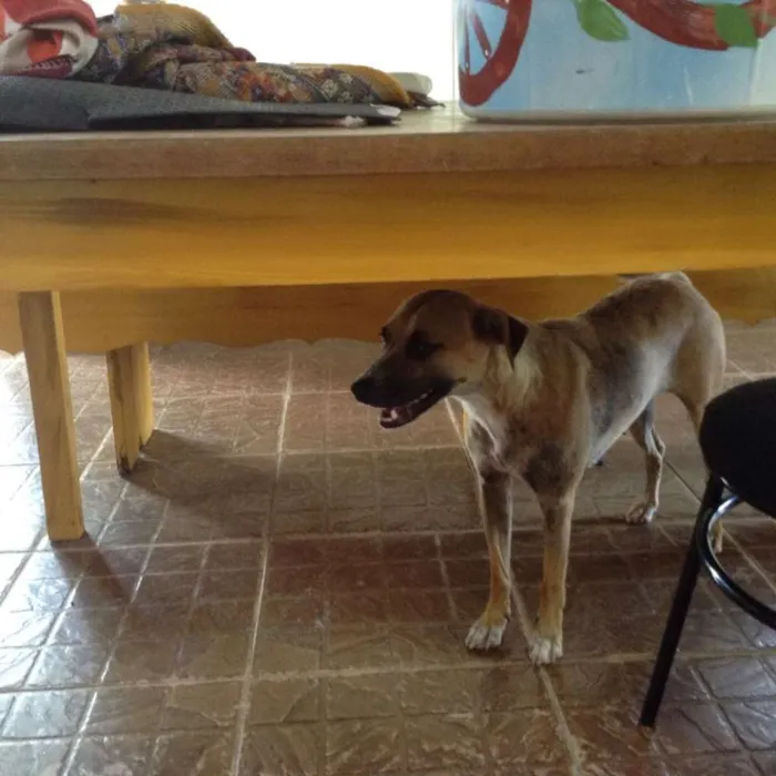 Cachorro ra a Vira Lata idade 2 anos nome Sem nome