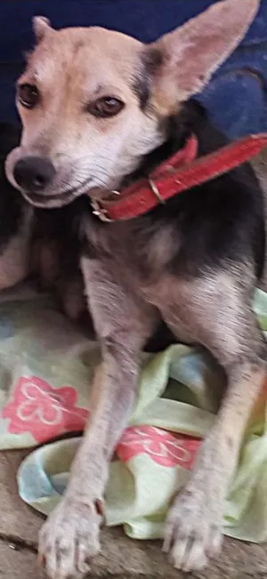 Cachorro raça vira-lata idade 2 anos nome Pretinha
