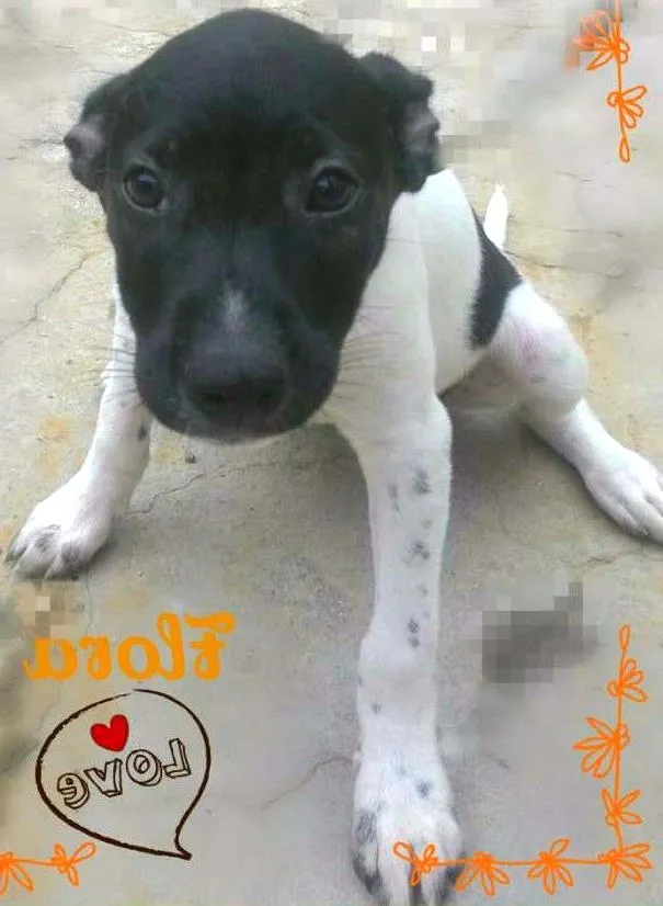 Cachorro ra a SRD idade  nome FLORA adotada