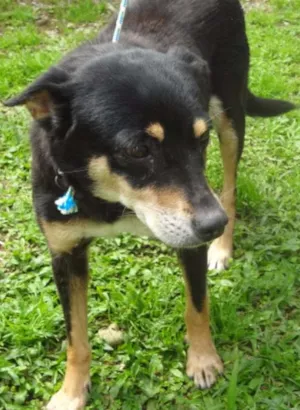 Cachorro raça SRD idade 6 ou mais anos nome KIKA