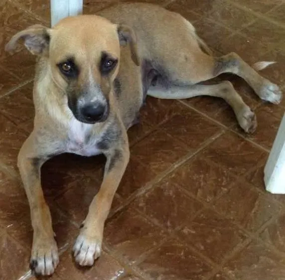 Cachorro ra a Vira Lata idade 2 anos nome Sem nome