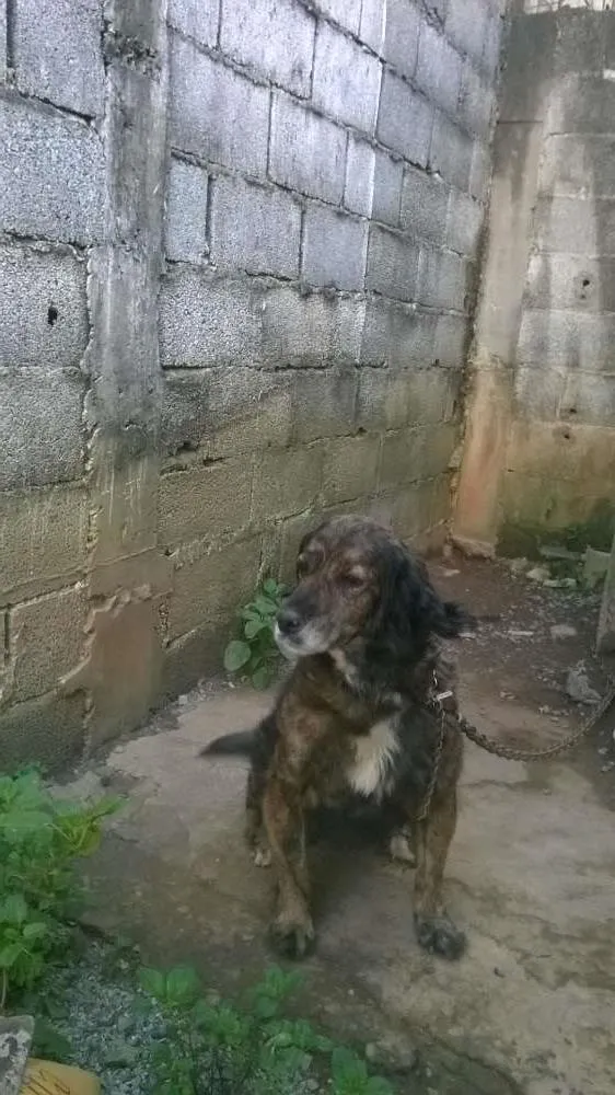 Cachorro ra a indefinida idade 4 anos nome madona