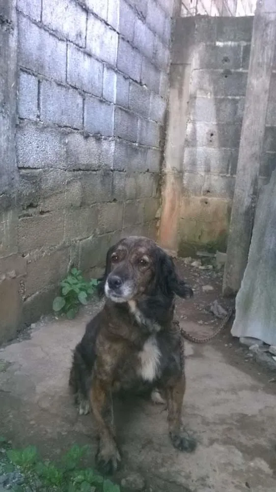 Cachorro ra a indefinida idade 4 anos nome madona